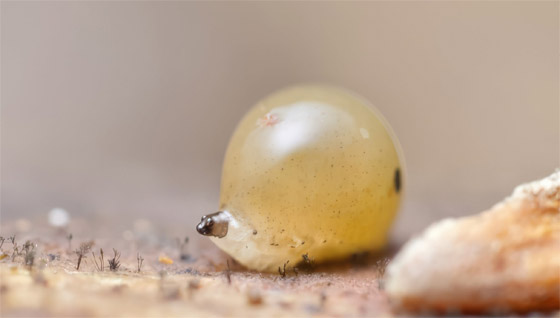 كائنات مجهرية.. صور استثنائية تكشف أسرار مملكة التربة تحت أقدامنا صورة رقم 11