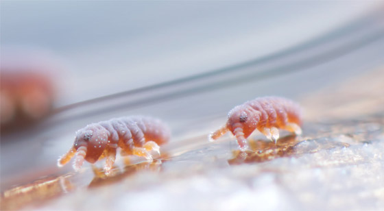 كائنات مجهرية.. صور استثنائية تكشف أسرار مملكة التربة تحت أقدامنا صورة رقم 12