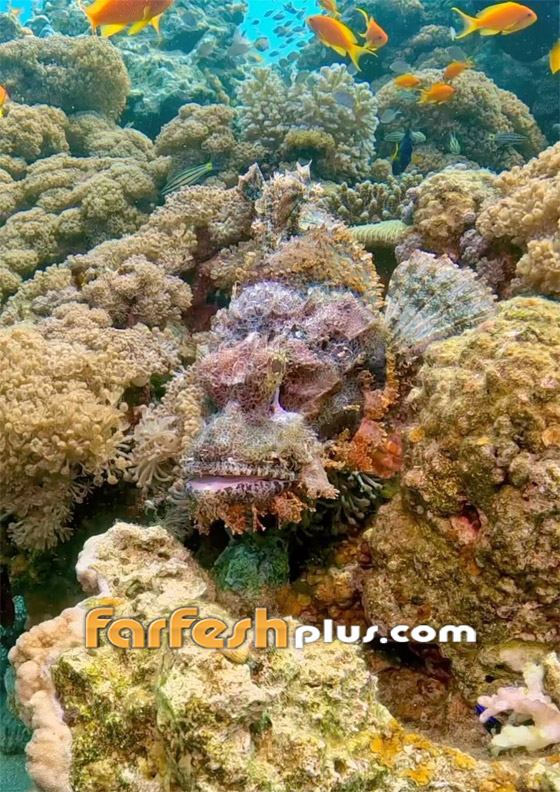 تغطيها أشواك تحتوي سما خطيرا.. مشهد مثير لسمكة عقرب البحر بالأردن صورة رقم 1 تغطيها أشواك تحتوي سما خطيرا.. مشهد مثير لسمكة عقرب البحر بالأردن صورة رقم 1