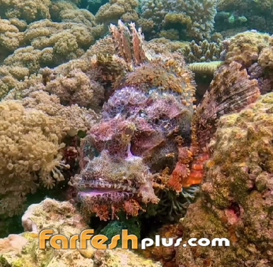 تغطيها أشواك تحتوي سما خطيرا.. مشهد مثير لسمكة عقرب البحر بالأردن صورة رقم 2 تغطيها أشواك تحتوي سما خطيرا.. مشهد مثير لسمكة عقرب البحر بالأردن صورة رقم 2