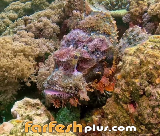 تغطيها أشواك تحتوي سما خطيرا.. مشهد مثير لسمكة عقرب البحر بالأردن صورة رقم 3 تغطيها أشواك تحتوي سما خطيرا.. مشهد مثير لسمكة عقرب البحر بالأردن صورة رقم 3