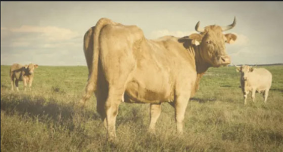 أغرب الضرائب التي فُرضت في الماضي! صورة رقم 9