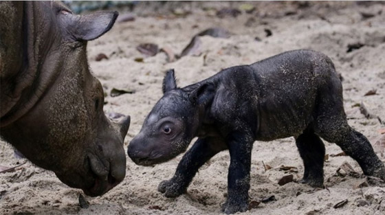 صور :ولادة وحيد قرن سومطري شبه منقرض في إندونيسيا صورة رقم 2
