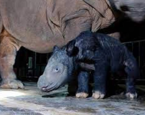 صور :ولادة وحيد قرن سومطري شبه منقرض في إندونيسيا صورة رقم 4