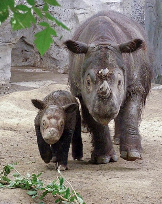 صور :ولادة وحيد قرن سومطري شبه منقرض في إندونيسيا صورة رقم 5