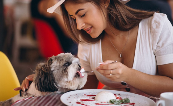 إضاءة خافتة وموسيقى هادئة بعيدة عن النباح.. للكلاب مطعمها أيضا (صور) صورة رقم 5