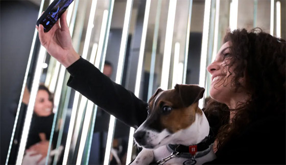 إضاءة خافتة وموسيقى هادئة بعيدة عن النباح.. للكلاب مطعمها أيضا (صور) صورة رقم 1