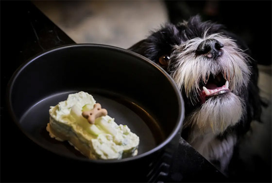 إضاءة خافتة وموسيقى هادئة بعيدة عن النباح.. للكلاب مطعمها أيضا (صور) صورة رقم 9