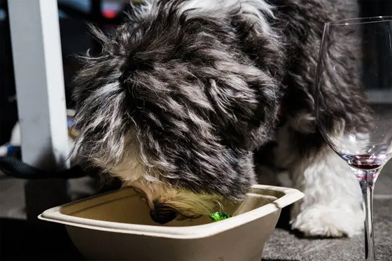 إضاءة خافتة وموسيقى هادئة بعيدة عن النباح.. للكلاب مطعمها أيضا (صور) صورة رقم 10