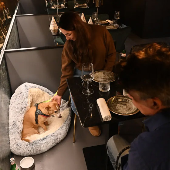 إضاءة خافتة وموسيقى هادئة بعيدة عن النباح.. للكلاب مطعمها أيضا (صور) صورة رقم 11