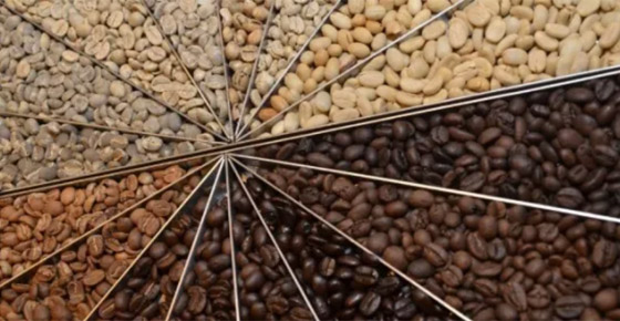 منها قهوة بصاق القرد...أغرب حبوب البن التي تُصنع منها القهوة في العالم! صورة رقم 8