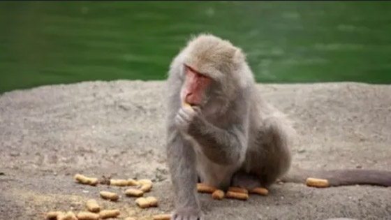 منها قهوة بصاق القرد...أغرب حبوب البن التي تُصنع منها القهوة في العالم! صورة رقم 3