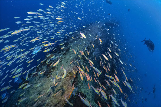 غادرها البشر.. 8 أماكن مهجورة استعادتها الطبيعة من حول العالم صورة رقم 4