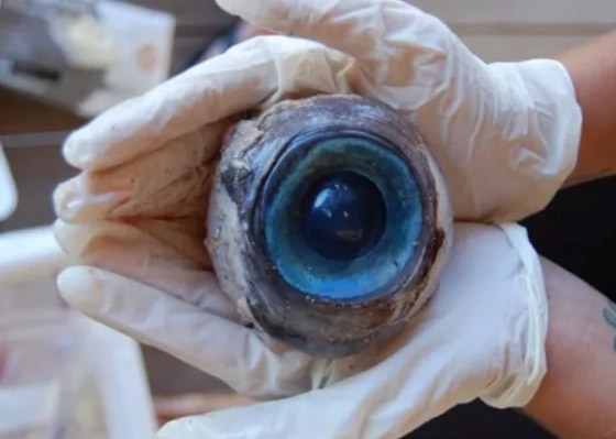 أغرب ما قذفته الأمواج إلى الشواطئ حول العالم! صورة رقم 5