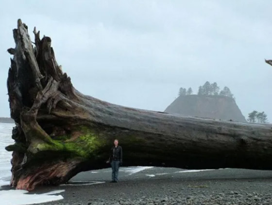 أغرب ما قذفته الأمواج إلى الشواطئ حول العالم! صورة رقم 9