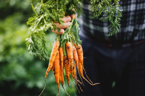 بينها البيض والبطاطا الحلوة.. أطعمة خارقة قد تحسن البصر صورة رقم 1