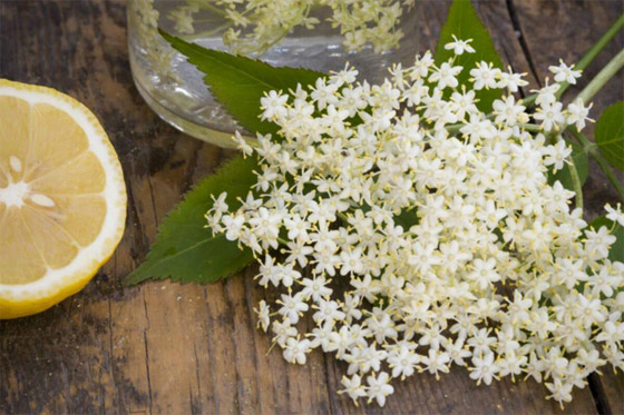 10 علاجات طبيعية لنزلات البرد والإنفلونزا.. جربوها هذا الشتاء صورة رقم 5