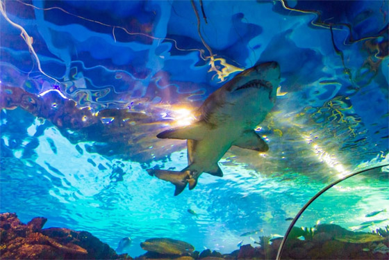 بالصور: رحلة مثالية للعوائل إلى أحواض الأسماك الأكبر في العالم صورة رقم 5