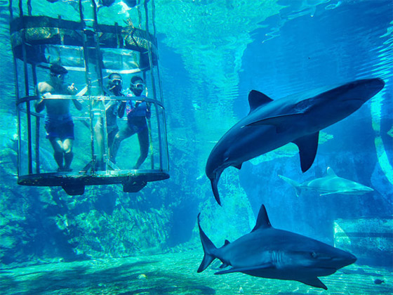 بالصور: رحلة مثالية للعوائل إلى أحواض الأسماك الأكبر في العالم صورة رقم 7