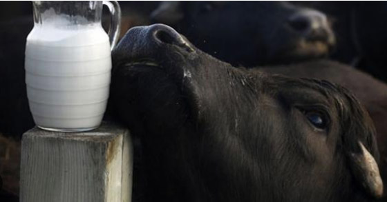 الحليب البقري أم الجاموسي.. أيهما أفضل؟ صورة رقم 5