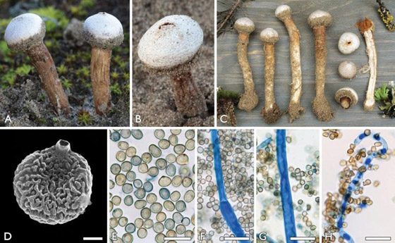 صور: اكتشاف كائن حي سام يشبه 