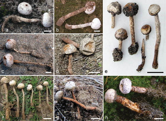 صور: اكتشاف كائن حي سام يشبه 