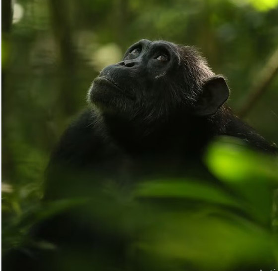 أهم 10 اكتشافات علمية في 2023 صورة رقم 8