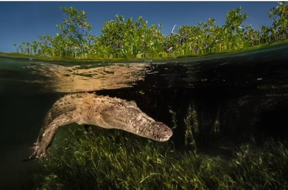 أهم 10 اكتشافات علمية في 2023 صورة رقم 9