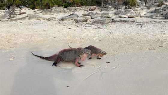 إكسوما.. جنة خاصة للصفوة والأثرياء صورة رقم 2