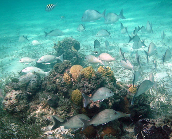 إكسوما.. جنة خاصة للصفوة والأثرياء صورة رقم 6