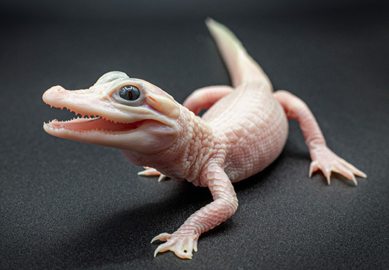 بعيون زرقاء وجلد أبيض.. ولادة أندر تمساح في العالم (فيديو وصور) صورة رقم 1 بعيون زرقاء وجلد أبيض.. ولادة أندر تمساح في العالم (فيديو وصور) صورة رقم 1