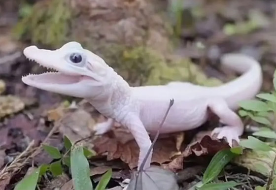 بعيون زرقاء وجلد أبيض.. ولادة أندر تمساح في العالم (فيديو وصور) صورة رقم 3 بعيون زرقاء وجلد أبيض.. ولادة أندر تمساح في العالم (فيديو وصور) صورة رقم 3