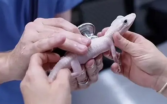 بعيون زرقاء وجلد أبيض.. ولادة أندر تمساح في العالم (فيديو وصور) صورة رقم 8 بعيون زرقاء وجلد أبيض.. ولادة أندر تمساح في العالم (فيديو وصور) صورة رقم 8