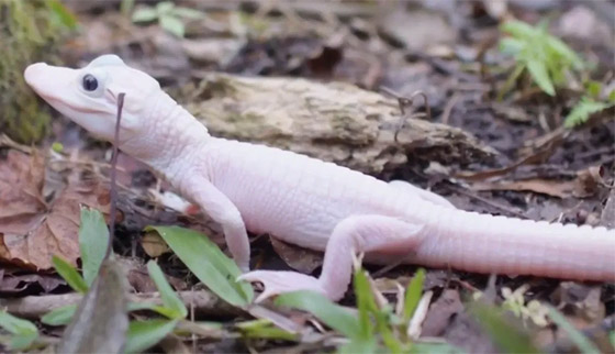 بعيون زرقاء وجلد أبيض.. ولادة أندر تمساح في العالم (فيديو وصور) صورة رقم 4 بعيون زرقاء وجلد أبيض.. ولادة أندر تمساح في العالم (فيديو وصور) صورة رقم 4