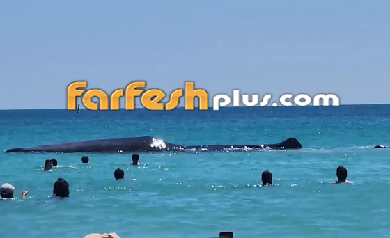 مشهد نادر مذهل.. حوت ضخم يقترب من رواد شاطئ للسباحة معهم صورة رقم 3 مشهد نادر مذهل.. حوت ضخم يقترب من رواد شاطئ للسباحة معهم صورة رقم 3