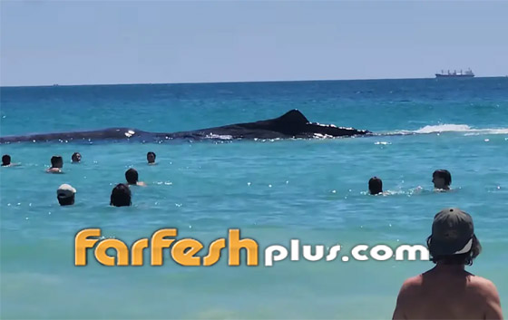 مشهد نادر مذهل.. حوت ضخم يقترب من رواد شاطئ للسباحة معهم صورة رقم 10 مشهد نادر مذهل.. حوت ضخم يقترب من رواد شاطئ للسباحة معهم صورة رقم 10