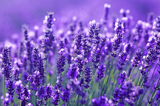 5 زهور صالحة للأكل يمكن استخدامها كتوابل.. يمكنك تجربتها صورة رقم 1