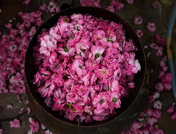 5 زهور صالحة للأكل يمكن استخدامها كتوابل.. يمكنك تجربتها صورة رقم 2