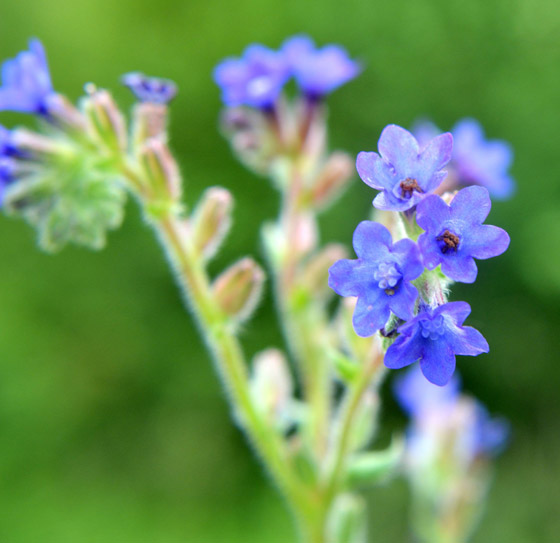 5 زهور صالحة للأكل يمكن استخدامها كتوابل.. يمكنك تجربتها صورة رقم 4