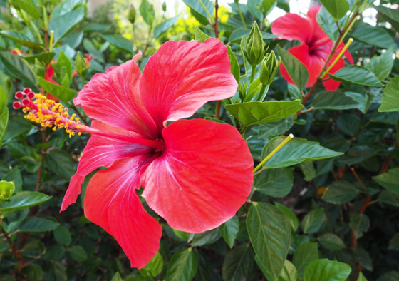 5 زهور صالحة للأكل يمكن استخدامها كتوابل.. يمكنك تجربتها صورة رقم 5