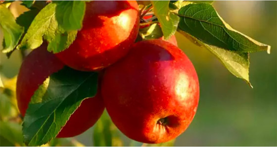 تعرف على فوائد تناول هذه الفواكه السبعة على معدة فارغة صورة رقم 4