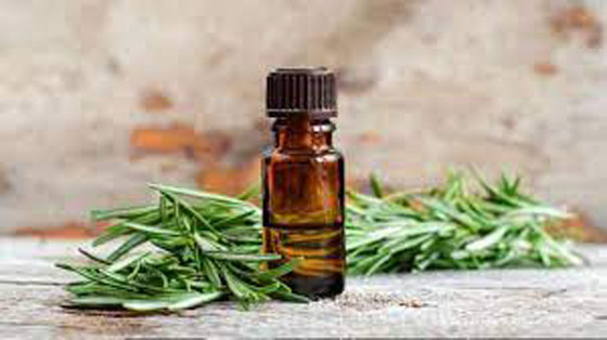 زيت إكليل الجبل.. فوائد جمالية تهم النساء صورة رقم 4