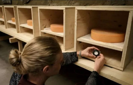 صانع جبن سويسري يشغل الموسيقى لأجبانه لسببٍ غريب! صورة رقم 1