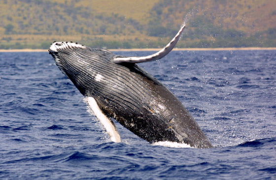 لأول مرة.. حديث بين حوت أحدب وعلماء استمر لـ20 دقيقة! صورة رقم 4 لأول مرة.. حديث بين حوت أحدب وعلماء استمر لـ20 دقيقة! صورة رقم 4