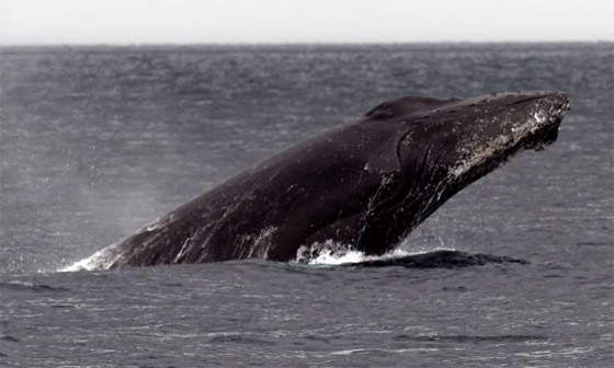 لأول مرة.. حديث بين حوت أحدب وعلماء استمر لـ20 دقيقة! صورة رقم 1 لأول مرة.. حديث بين حوت أحدب وعلماء استمر لـ20 دقيقة! صورة رقم 1