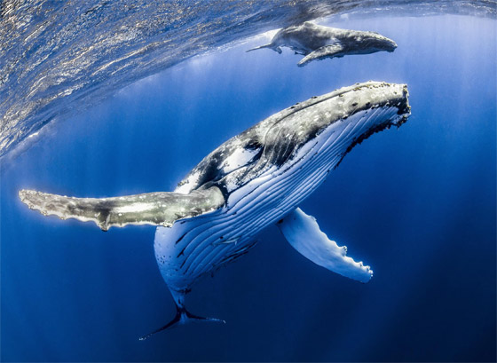 لأول مرة.. حديث بين حوت أحدب وعلماء استمر لـ20 دقيقة! صورة رقم 3 لأول مرة.. حديث بين حوت أحدب وعلماء استمر لـ20 دقيقة! صورة رقم 3