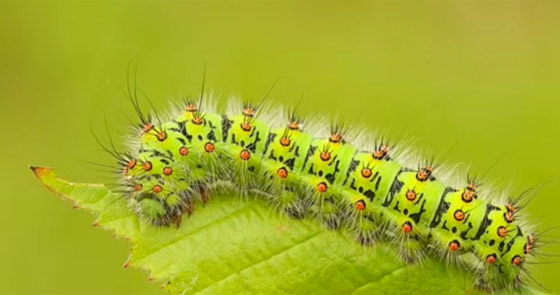 10 تقاليد غريبة لعيد الميلاد حول العالم صورة رقم 4 10 تقاليد غريبة لعيد الميلاد حول العالم صورة رقم 4