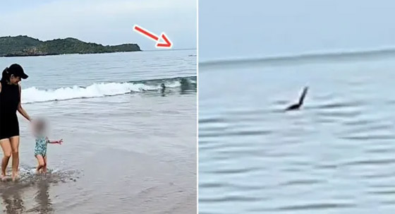 صدفة كشفت الكارثة.. فيديو يوثق رجلا هاجمه قرش وسط البحر صورة رقم 5