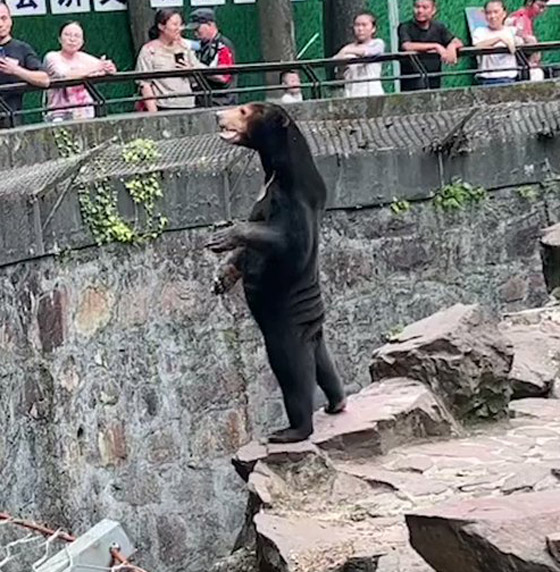 أغرب فيديوهات 2023.. زومبي ودبة بشرية وكائنات غريبة صورة رقم 2