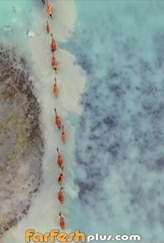 تخطف الأنظار.. إبل تتبختر عابرة شاطئ عسير بحثا عن أشجار المانجروف صورة رقم 2